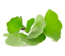 ginko biloba