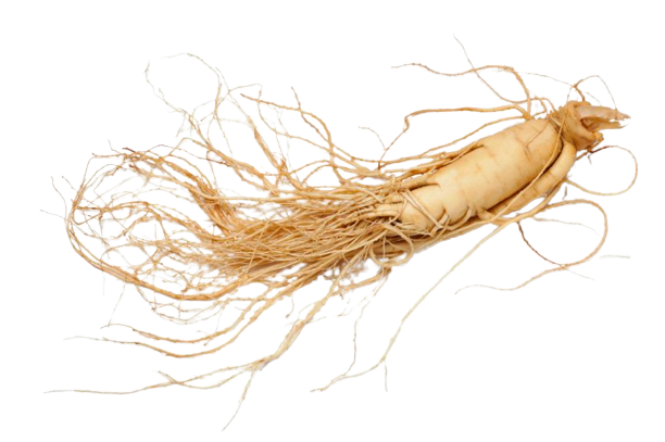 Ginseng